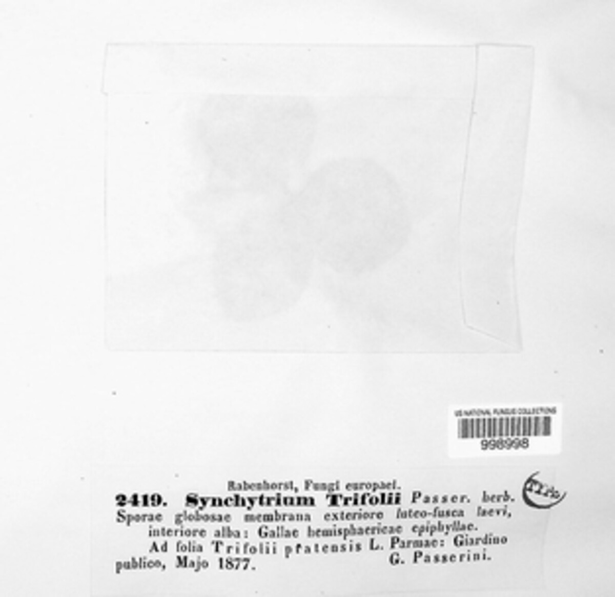 Physoderma trifolii image